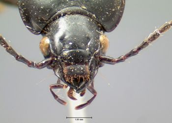 Media type: image;   Entomology 5653 Aspect: head frontal view